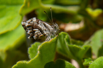 farfalla
