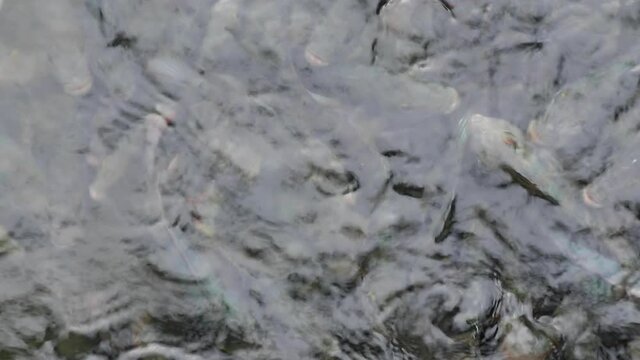 Large quantity of Mayaheros urophthalmus (Cichlasoma urophthalmum), also known as the Mayan Cichlid or Mexican mojarra, searching and waiting for food.