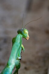 Praying mantis. Green praying mantis in branch. Giant Asian Green Praying Mantis (Hierodula membranacea)