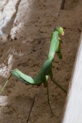 Praying mantis. Green praying mantis in branch. Giant Asian Green Praying Mantis (Hierodula membranacea)