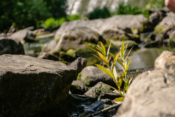 Close view on green plant which grows in the water among stones