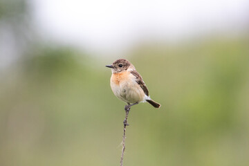 Female Saxicola maura sits on a Bush.The background is blurred. Minimalistic portrait of a bird.