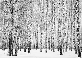 Trunks of white birches in a winter park in clear weather black and white