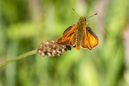 Large Skipper Butterfly (Ochlodes slyvanus) with wings outstretched a brown insect flying in spring stock photo image