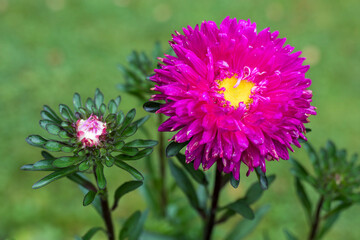 Fototapeta premium The pink aster on a green background ingarden