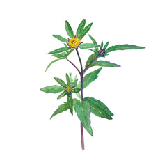 Bidens tripartita or three-lobe beggarticks herbal plant isolated on white background. Watercolor hand drawn illustration. Perfect for print, card, cover, medical herb design. Bur-marigold.