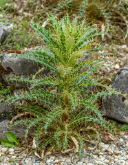 Close up on anarrhinum corsicum flower plant on the ground