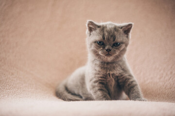 Fototapeta na wymiar Cat. Kitten. Funny phoot. Cat. 