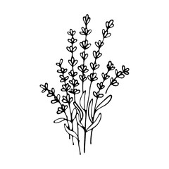 Lavender flowers clipart. Hand drawn design element. Botanical vector element for your design. Logo and branding. Outline.