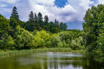 Peaceful summer landscape with forest and a pond.