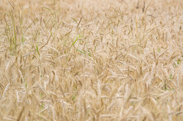 Ripe wheat crops in shallow focus. Seasonal agricultural background. 