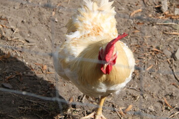 Hahn hinter Zaun.