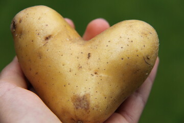 Herzkartoffel in Hand. (Kartoffelherz) (Erntedank)