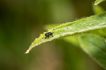 Nymph of common green shield bug Palomena prasina order Hemiptera often called green stink bug stock photo image