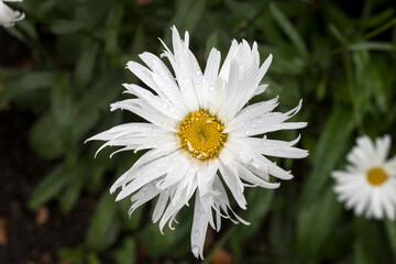 Obraz premium The white daisy on a green background in the garden