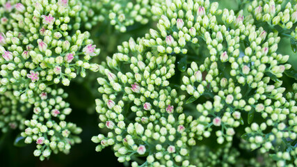 Flower sedum prominent, fine sedum remarkable.