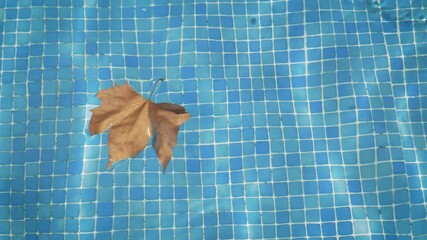Last day of summer and back to school conceptual photo. A leaf is swimming at the pool as a reminder of coming autumn soon.