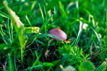 mushroom in the grass