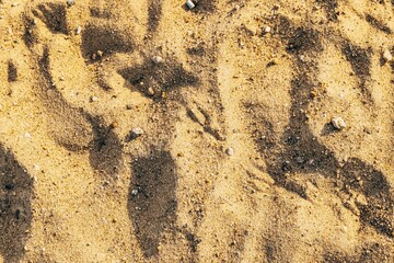 Traces of seagulls on brown river sand.