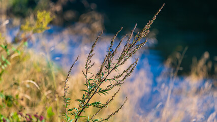Graslandschaft am Seeufer Hintersee