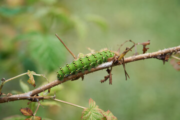 A green with black rings and yellow spots caterpillar of the small emperor moth (Saturnia pavonia)turning around on the branch of a Rubus