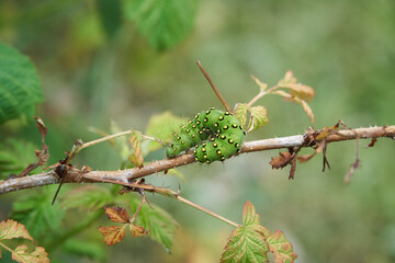 A green with black rings and yellow spots caterpillar of the small emperor moth (Saturnia pavonia) on the branch of a Rubus