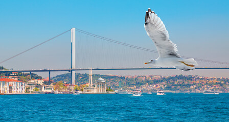 Fototapeta na wymiar Ortakoy mosque and Bosphorus bridge seagull flying in the foreground - Istanbul, Turkey.