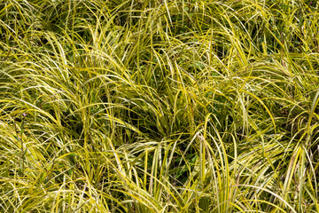 Acorus gramineus 'Oron' an evergreen plant commonly known as Japanese sweet flag or Golden Japanes Rush stock photo image
