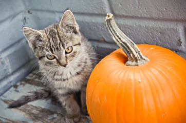 Cute Tabby Kitten Sitting Beside a Pumpkin