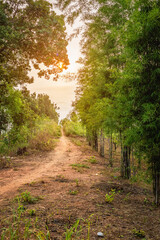 Obraz premium Sunny green forest trail with bamboo trees, Happy new day concept: