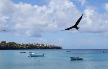 Fototapeta na wymiar Frigatebird large seabird with wide spread wings flying in a cloudy sky at Playa Grandi at Westpunt Curacao