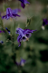 Violet or purple bell flowers Campanula as background. Colorful bellflowers.