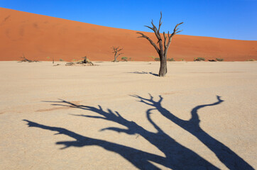 Camelthorn dead tree Acacia erioloba and dunes in Sossusvlei