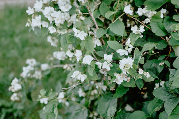 garden bush with small white flowers. background. wallpaper