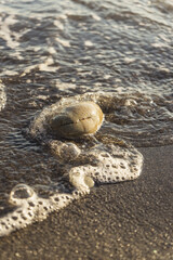 Stone on the beach, it is covered by a small wave