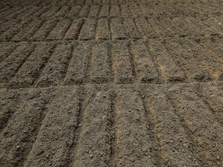 This is the indian potato fields in the morning time. Potato seeds have just been planted in this land.