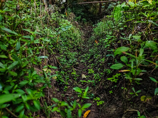 It is a drainage ditch in which grass has been born because water has not flowed for a long time.
