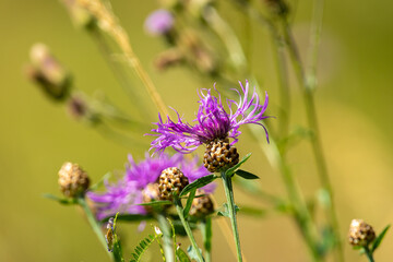 Lila Distelblume