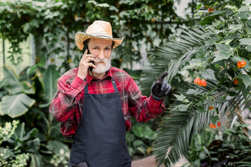 Gardening concept, work in hothouse. Handsome bearded senior man gardener, wearing working clothes and hat, posing in greenhouse, while talking on his phone with clients