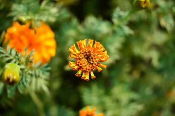 Tagetes is a genus of annual or perennial, mostly herbaceous plants in the sunflower family (Asteraceae). It was described as a genus by Carl Linnaeus in 1753.