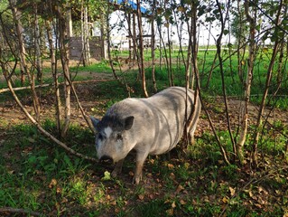 Vietnamese Potbelly pig walking in the woods. A pretty Vietnamese pot-bellied pig