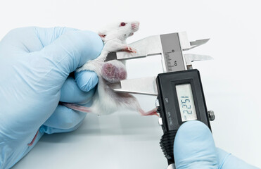 A scientist researcher is holding an experimental white mouse and measuring lateral tumor size by a...