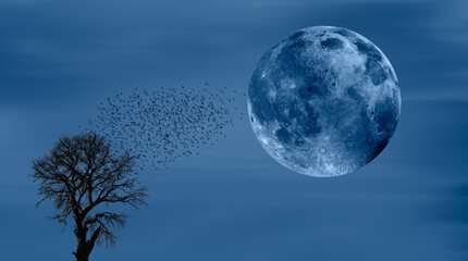 Silhouette of lone tree with moon with full moon 