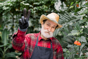 Close up portrait of positive cheerful elderly male gardener in straw hat and workwear with apron, standing in the hot house with exotic plants and palm trees, and showing victory gesture