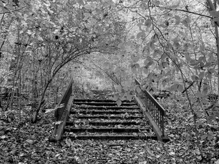 Old Stairs in the woods