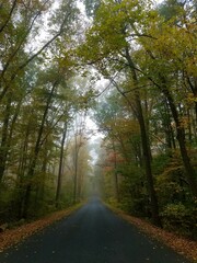 road in the forest