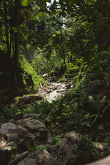 Walk through the green forest, along a small waterfall