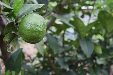 lime on tree