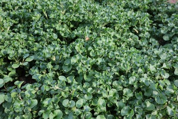 green moss background