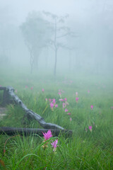 Wild nature Curcuma sessilis in thailand.